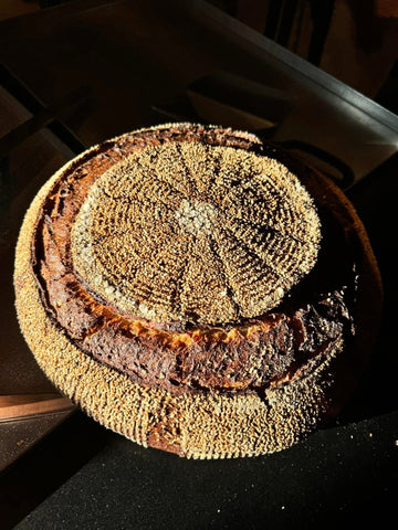 Tumminia